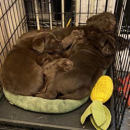 Labrador Retriever Puppies from Viklan Labradors