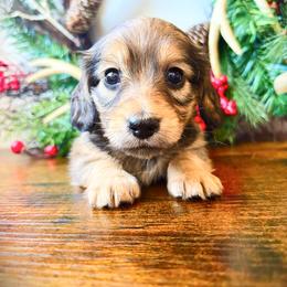 Maple 3500 - Cream female Dachshund puppy in Sylvania, Alabama from Yancey’s Doxies