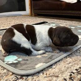 Girl 3 - Liver roan female German Shorthaired Pointer puppy in Troy, North Carolina from Uwharrie GSP