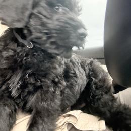 Kasino - Black male Giant Schnauzer puppy in Noblesville, Indiana from Stratton House Kennels