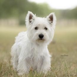 Vinnie - West Highland White Terrier