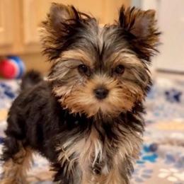Maggie May - Black and gold female Yorkshire Terrier puppy in Forest Hill, Maryland from Chikito's Yorkies
