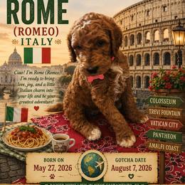 Red Collar boy - Rome (France) - Red  male Goldendoodle puppy in West Sacramento, California from Pomegranate Doodles