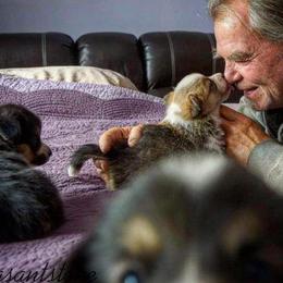 Pembroke Welsh Corgi Puppies from Corgis Hawaii Pleasantstone Aloha Corgis