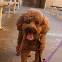 Cookie - Poodle