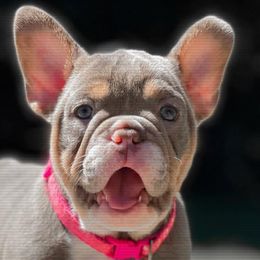 French Bulldogs from Rock N Frenchies
