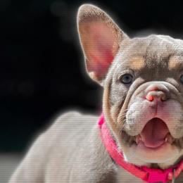 French Bulldogs from Rock N Frenchies
