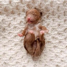 Celeste - Red  female Goldendoodle puppy in Cold Spring, Minnesota from A.N.A. Doodles