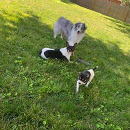 Australian Shepherd All Grown Up from Twin Lakes Ridge Farm