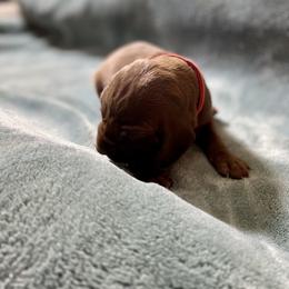 Red - Liver male German Shorthaired Pointer puppy in Aberdeen, Idaho from Idaho GSP