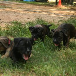 Cane Corso Puppies from Dolce Luna Corsos