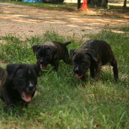 Cane Corso Puppies from Dolce Luna Corsos