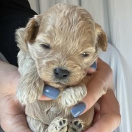 Victoria Sloane - female Cavapoochon puppy in Fairmont, West Virginia from Ruby Heirloom Companions