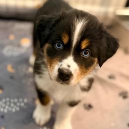 Magnolia - Black tri-color female Australian Shepherd puppy in Clover, South Carolina from Jo’s Aussies
