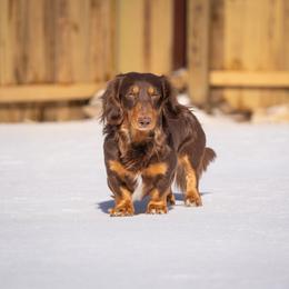 Knox - Dachshund