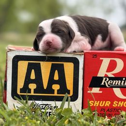 Brittany Puppies from HillTop Brittany Kennel