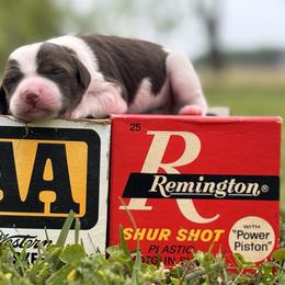Brittany Puppies from HillTop Brittany Kennel