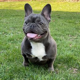 Gucci - French Bulldog