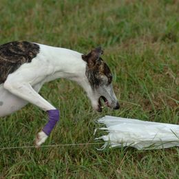 Whippets from Rantina