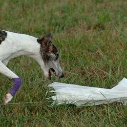 Whippets from Rantina