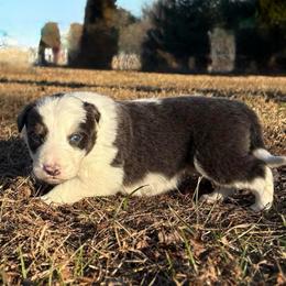 Marty-blue tri - Blue male Border Collie puppy in Chattanooga, Tennessee from Ross Vegas Kennels