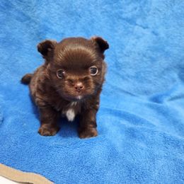 Solid chocolate, white markings boy - Chocolate male Chihuahua puppy in Richmond, Virginia from Breens