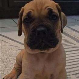 Green Collar Boy - Fawn male Cane Corso puppy in Granbury, Texas from La Muerte Corso Kennel