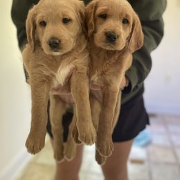 Labradoodle Puppies from Doodles By Draa