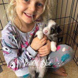 Australian Shepherd Puppies from Painted Blue Aussies