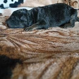 Girl 2 - Black and red female German Shepherd puppy in Cochise, Arizona from Freiheit Von Himmel  Shepherds