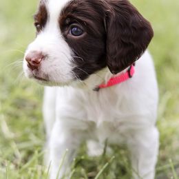 English Springer Spaniel Puppies from Southern Springers