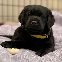 Working Dog Cross Puppies from Happy Hartz