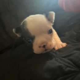Brindle Male - Brindle and white male Boston Terrier puppy in Seguin, Texas from Campos Farms