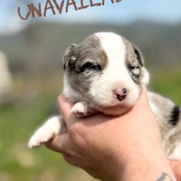 Gabriela - Blue merle female Border Collie puppy in Sanger, California from Flying M Cactus Ranch Buddies