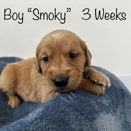 Golden Retriever Puppies from Gold Treasure Retrievers