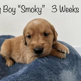 Golden Retriever Puppies from Gold Treasure Retrievers