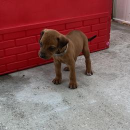 Chihuahua and Rhodesian Ridgeback Puppies from Prestige Chihuahuas & Ridgebacks
