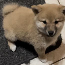 Shiba Inu Puppies from The Animal Farm at Clewiston