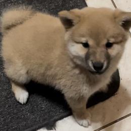 Shiba Inu Puppies from The Animal Farm at Clewiston