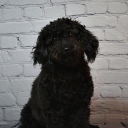 Cavachons, Cavalier King Charles Spaniels, Cavapoos, and Goldendoodles from Manoka's Honeybee
