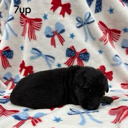 7up - Black and red female German Shepherd puppy in Coplay, Pennsylvania from By My Side Germans Shepherds & Dobermans