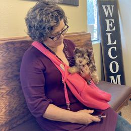 Shih Tzu and Yorkshire Terrier Puppies from For The LUV of Pups