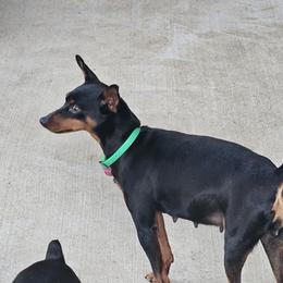 Bella - Miniature Pinscher