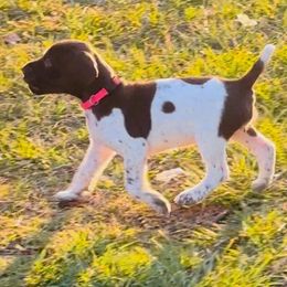 Girl 2 - Liver and white German Shorthaired Pointer puppy in Henderson, Texas from C4 Gun Dogs