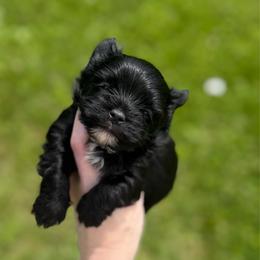 Tiny Teddy - Black and gold male Yorkshire Terrier puppy in Hope, Indiana from DJ Yorkies