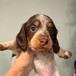 Elliot - Piebald male Dachshund puppy in Irving, Texas from DFW Dachshunds by G & S