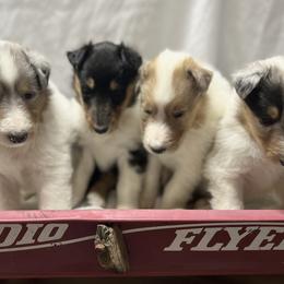 Collie Puppies from Jolly Collies