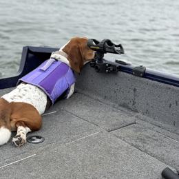 Basset Hounds from Texas Rose Basset’s