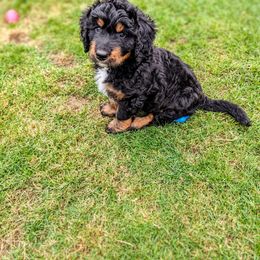 Bernedoodle Puppies from Rafter 58 Bernedoodles