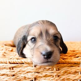 Rosie 3750 - Cream female Dachshund puppy in Sylvania, Alabama from Yancey’s Doxies